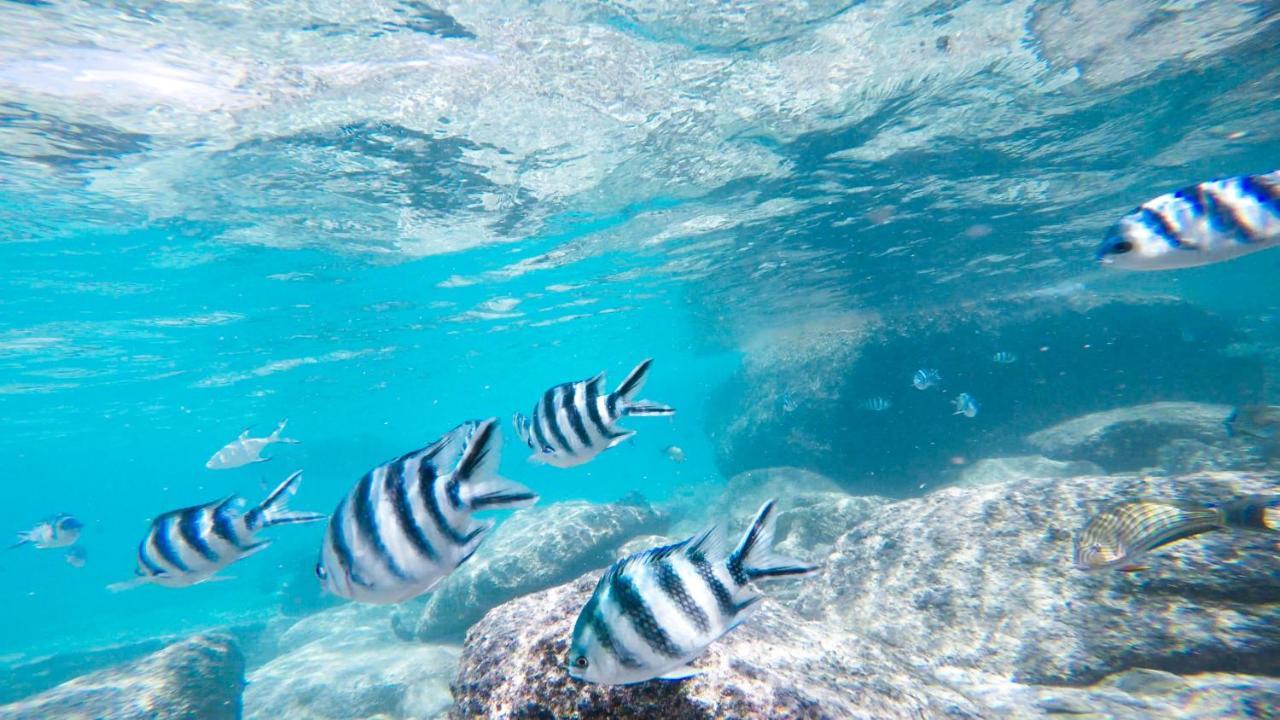 منتجع كيرف آيلاند Round Island المظهر الخارجي الصورة